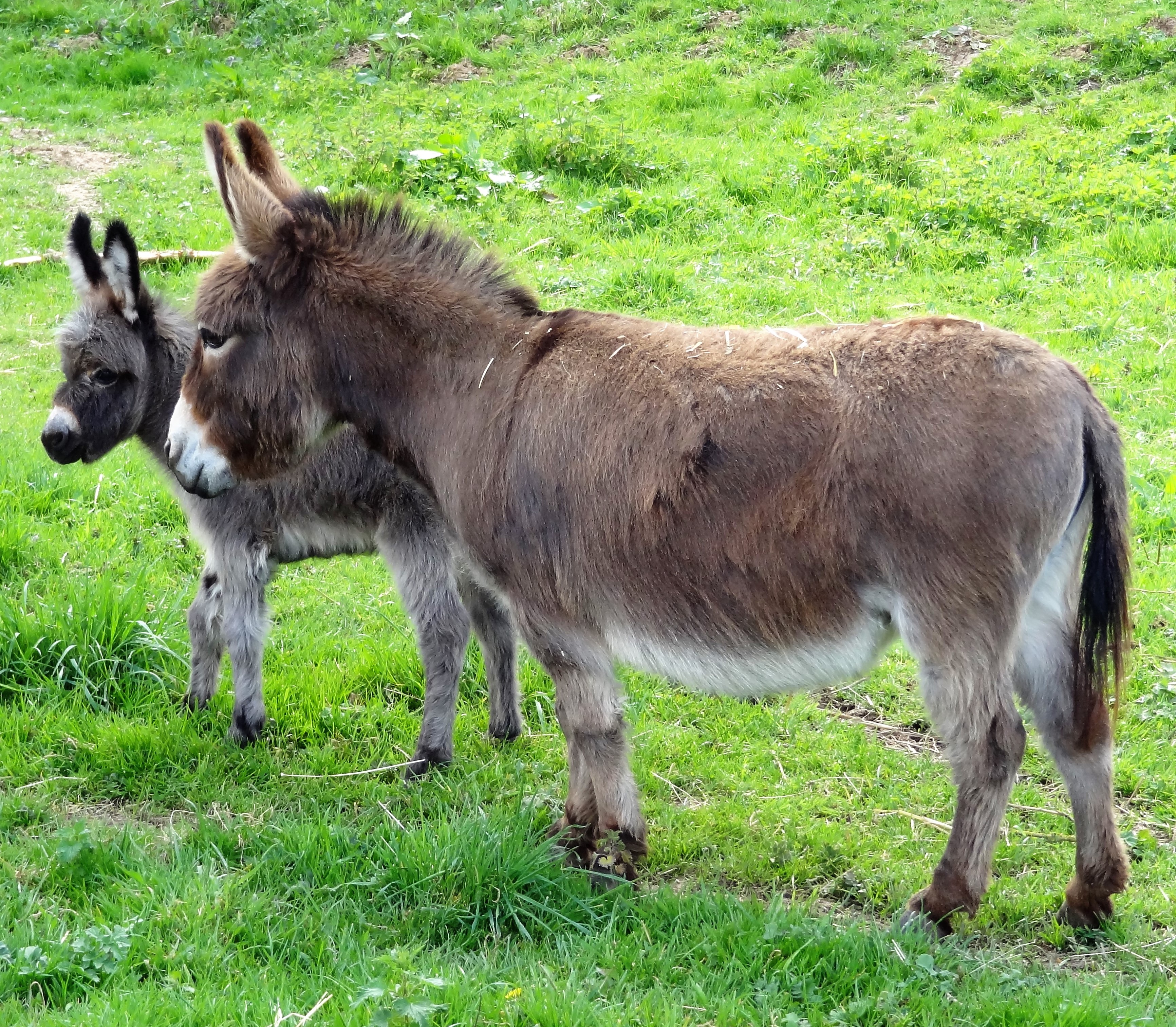 âne miniature et mule - explications de l'Asinerie de Beaugarry